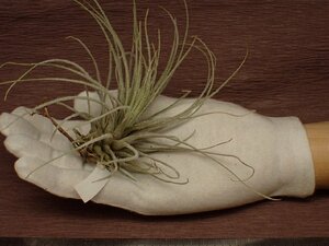 Tillandsia tectorum x T.plumosa チランジア・テクトラムxプルモサ 197★エアプランツTI