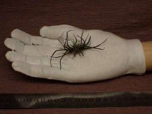 Tillandsia bulbosa 