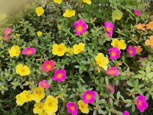 【増量中・お得】ポーチュラカ　カット苗11本（花多肉植物多年草プランター鉢植え地植え簡単初心者向け植物赤白オレンジ）