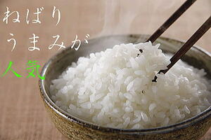 【送料無料】令和6年度産5キログラム ×20新米　新潟県産新之助