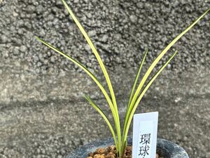 中国春蘭　環球荷鼎の中透芸 【環球荷鼎中透】 新木1本 約17cm 富貴蘭　春蘭　万年青