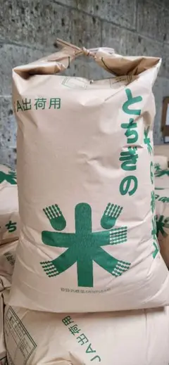 令和6年 新米 栃木県産 コシヒカリ 10kg 玄米