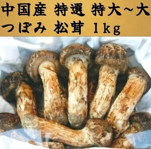 中国産 L~2L特大【天然 つぼみ 松茸 約1kg】 本数 7～16本 お中元 土瓶蒸し 還暦祝 誕生日祝 新築祝い 御供え 松茸ご飯 