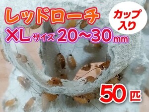 レッドローチ 成虫 XL サイズ 20～30mm カップ入り 50匹 生餌 爬虫類 両生類 肉食熱帯魚 小型哺乳類 エサ 活餌 [3585:gopwx]