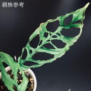 レア 希少 モンステラ オブリクア 【 ペルー 】 Monstera cf obliqua 【 Peru 】タグ フィロデンドロン アグラオネマ アガベ 