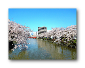 オリジナル フォト ポストカード 2014年 お堀端の桜並木