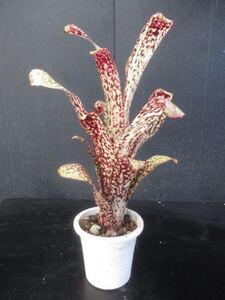 ＫＮ　ビルベルギア(ツツアナナス属）　ハイブリッド　‘カサブランカ‘（BILLBERGIA hybrid `CASA BLANCA`）　　　0.8Ｍ以下