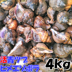 青ツブ貝 青つぶ貝 宮城県産 「ヒメエゾボラ ４kg」 送料無料 漁師直送品 生出荷 お刺身 甘煮 焼いたりと美味です。唾液腺を除去必須