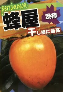 あんぽ干し柿作りに最適品種 蜂屋渋柿 接木苗木