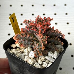 TCT アロエ ハイブリッド 多肉植物 Aloe hybrid 154