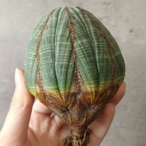 【B6783】★超巨大9.5cm株！！【SS級！極上特選大株！！】ユーフォルビア オベサ Euphorbia obesa ( 検索 アガベ 多肉植物 )