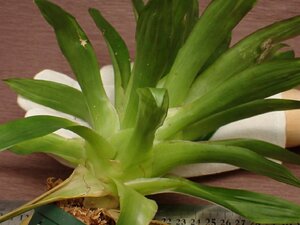 Tillandsia biflora v.biflora チランジア・ビフローラ ビフローラ 669★エアプランツEC