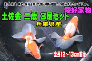 土佐金 二歳 2尾セット★全長12-13cm前後・兵庫県東部産・トサキン・土佐錦・愛好家物・適格請求書発行可能【お届け地域制限有】