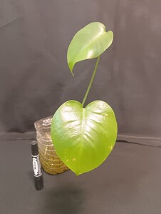 a57 モンステラ 斑入り 発根済み ホワイトモンスター デリシオーサ variegata 白斑 Monstera deliciosa 売り切り