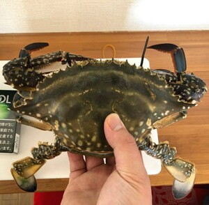 北海道産　特大　ワタリガニ　メス　内子入り　1.5㎏　1杯500㌘以上　、