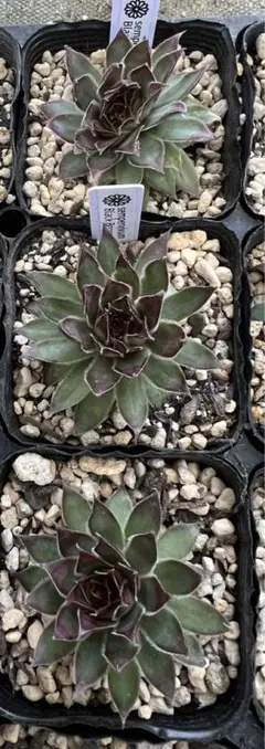 Black Bronce  sempervivum