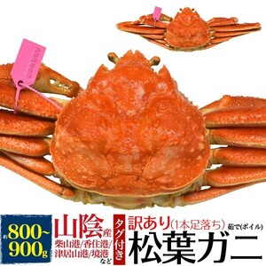 ズワイガニ ボイル 姿 800～900g 訳あり ゆで 松葉ガニ 足折れ 兵庫県産 国産 ずわいがに カニ 蟹 冷蔵便 漁港直送 未冷凍