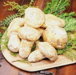 カナダ アメリカ産L~ 2L大【天然 つぼみ松茸 約1kg】 良品 5～12本 還暦祝 松茸ご飯 