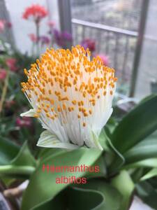 ③ハエマンサス・アルビフロス　Haemanthus albiflos　3.5寸ポット植え