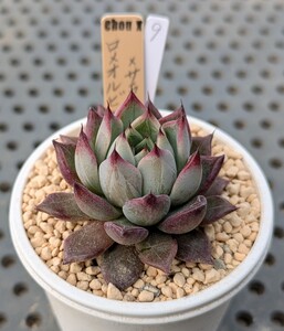 9.ロメオルビン×サラヒメボタン 実生苗 エケベリア 国産 多肉 Echeveria