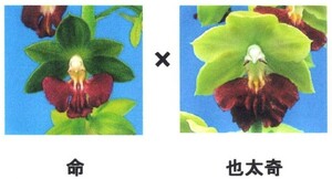 ☆グリーンスマイル☆　エビネ　　未開花成苗　「命×也太奇」　来春の花芽期待　（検　えびね、寒蘭、山野草）