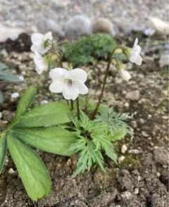 肥後すみれ苗　山野草　芳香すみれ　2苗　メルカリ便