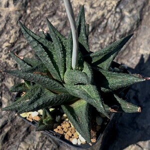 【原種】ハオルチア グラヌラータ H. granulata 多肉植物