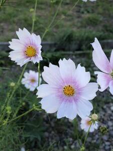 花種　ラブリーな色のコスモス　一年草　約30粒　薄ピンク　北海道より