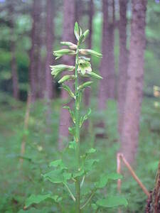 オオウバユリ 種子 30粒 北海道産 山野草 ウバユリ 