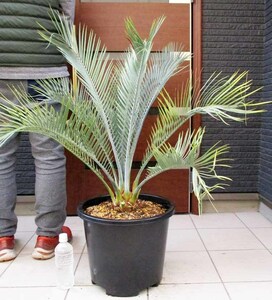 【現品】マクロザミア・マクドンネリー（Macrozamia macdonnellii）　13号　MK番