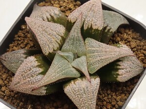 ■[Y035]アルミナムスター【多肉植物　Haworthia　ハオルチア　ハオルシア】