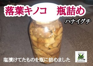 北海道産　落葉キノコ　ハナイグチ　水煮　瓶詰め　500㌘、