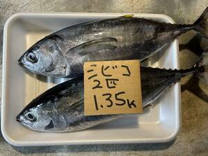 【和歌山産】　キハダマグロ（シビコ）（2匹で1.35ｋ）冷凍　刺身用 　