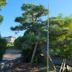 （株）一樹園　　 黒松　 　　庭木／樹齢70年　　