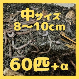 5/30(木)発送可 最短翌日AM着　ドバミミズ　中　60匹+α　約8～10cm