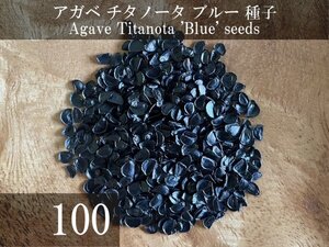 アガベ チタノータ ブルー 種子 100粒+α Agave Titanota 