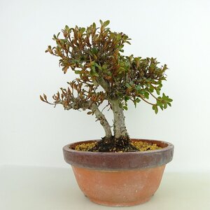 盆栽 皐月 鶴翁 樹高 約16cm さつき Rhododendron indicum サツキ ツツジ科 常緑樹 観賞用 小品 現品