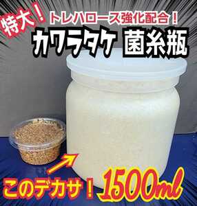 極上！カワラタケ菌糸瓶　特大1500ml【6本】トレハロース・キトサン強化配合　タランドゥス、オウゴンオニクワガタ、レギュウスが巨大化！