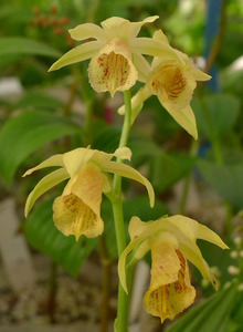  PD7山野草原種耐寒-30℃ファイウスPhaius delavayi花芽1