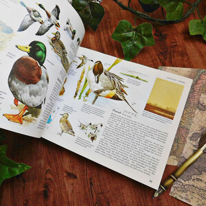 +..。*゜+ イギリスの鳥たちの図鑑　英国のヴィンテージ本　鳥類　英国　ヴィンテージ本　洋書　古書　アンティーク　ディスプレイ