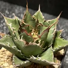 agave titanota sharksoui  アガベ　シャークソウイ　八