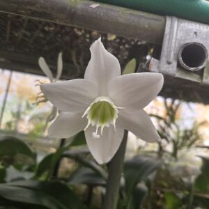 ◎洋蘭◎ ユーチャリス　Eucharis. grandiflora ①　アマゾンリリー