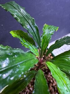 【現地消滅種】★Bucephalandra sp. Sekadau3ＴＢ便 ★ブセファランドラspスカダウ3