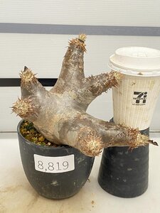 8819 「塊根植物」パキポディウム エニグマティクム 植え【発根・Pachypodium enigmaticum・多肉植物】