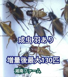 成虫羽あり100匹フタホシコオロギ 送料 全国一律750円（但し北海道 九州 沖縄は1050円） ★イエコオロギに比べ栄養価が高く遅鈍で低跳躍