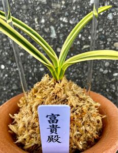 富貴蘭　上芸上柄【富貴殿】伝統園芸　東洋蘭　斑入り山野草 《富貴蘭を楽しんで》