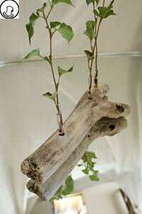 SEASIDEinterior☆流木で作るお花たて"DRIFTWOOD CENTERPIECE 28"