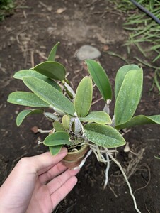 洋蘭原種カトレア C. walkeriana trilabelo ‘Caliman’ × ‘Tres Lagoas’ 初花蕾付き　②