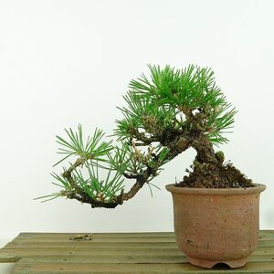 盆栽 松 黒松 樹高 上下 約13cm くろまつ Pinus thunbergii クロマツ マツ科 常緑針葉樹 観賞用 小品 現品