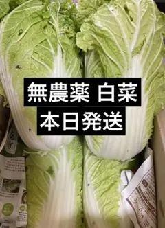 野菜 無農薬 白菜 本日発送